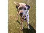 Adopt Stewie a Dalmatian