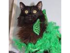 Adopt Licorice 02-9891-24 a Domestic Long Hair