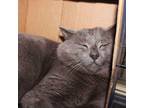 Adopt Yakuza (BARN CAT) 02-9896-24 a Domestic Short Hair