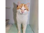 Adopt Ricky Bobby 02-9901-24 a Domestic Short Hair