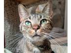 Adopt Bon Jovi a Domestic Short Hair