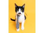 Adopt Steve a Domestic Short Hair