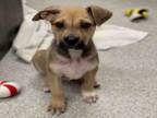 Adopt PASCAL a German Shepherd Dog, Pit Bull Terrier