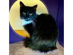 Adopt Tommy a Domestic Medium Hair