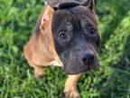 Adopt TONKA a Staffordshire Bull Terrier