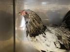 Adopt ALBUS* a Chicken