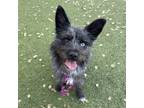 Adopt Kakashi a Terrier