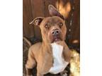 Adopt Razor a Staffordshire Bull Terrier