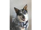 Adopt Cooper a Australian Cattle Dog / Blue Heeler