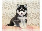 Pomsky PUPPY FOR SALE ADN-766880 - Cody