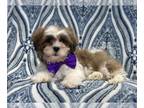 Lhasa Apso PUPPY FOR SALE ADN-766969 - Mike