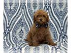 Cavapoo PUPPY FOR SALE ADN-767047 - Dusty