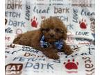 Cavapoo PUPPY FOR SALE ADN-767062 - Henry