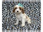 Cavapoo PUPPY FOR SALE ADN-767100 - Tinsley