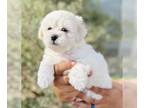 Maltipoo PUPPY FOR SALE ADN-766981 - Phoenix