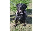 Adopt Atlas a Black Labrador Retriever