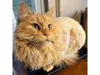 Adopt The Great Katsby a Persian, Norwegian Forest Cat
