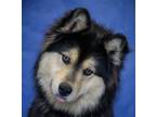 Adopt Rocky a Siberian Husky, Alaskan Malamute