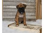 Boxer PUPPY FOR SALE ADN-766869 - AKC Registered Boxer For Sale Fredericksburg