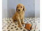 Goldendoodle PUPPY FOR SALE ADN-767161 - Goldendoodle Puppies