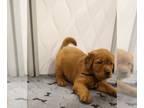 Golden Retriever PUPPY FOR SALE ADN-767218 - Dark Goldens Genetic Tested