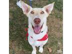 Adopt Fallon a Labrador Retriever, Shepherd