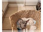 Chihuahua PUPPY FOR SALE ADN-766898 - Cute Merle gurl bailey