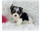 Biewer Terrier PUPPY FOR SALE ADN-767011 - Kimmy Biewer girl