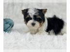 Biewer Terrier PUPPY FOR SALE ADN-767012 - Kam Biewer Boy