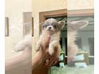 Chihuahua PUPPY FOR SALE ADN-767016 - AKC Chihuahua