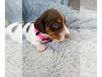 Dachshund PUPPY FOR SALE ADN-766983 - Registered dachshunds