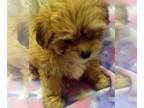 Shih-Poo PUPPY FOR SALE ADN-767004 - Shihpoo