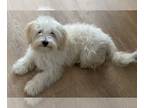 Maltipoo PUPPY FOR SALE ADN-767089 - Luke