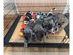 Cane Corso-Great Dane Mix PUPPY FOR SALE ADN-766928 - Valentines Puppies