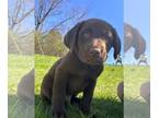 Labrador Retriever PUPPY FOR SALE ADN-767105 - Choco Lab Puppy