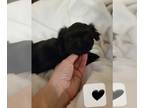 Shih Tzu PUPPY FOR SALE ADN-767206 - Shihtzu puppy