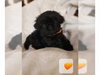 Shih Tzu PUPPY FOR SALE ADN-767208 - Shihtzu puppy