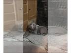 Labrador Retriever PUPPY FOR SALE ADN-766921 - AKC Labrador Retriever silvers