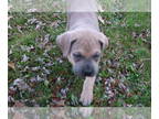 Cane Corso PUPPY FOR SALE ADN-767043 - Teal Collar