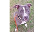 Adopt DUNKIN a American Staffordshire Terrier