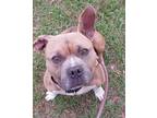 Adopt MOOSE a American Staffordshire Terrier