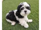 Shih Apso PUPPY FOR SALE ADN-766956 - Buster