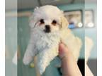 Pekingese-Poodle (Toy) Mix PUPPY FOR SALE ADN-766906 - Pekapoo Puppies