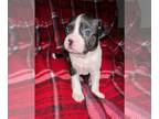 Boston Terrier PUPPY FOR SALE ADN-766985 - Outer Banks Litter