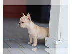 French Bulldog PUPPY FOR SALE ADN-766932 - 2 French Bulldog Pups Available