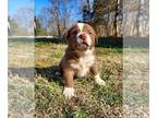 American Pit Bull Terrier-Border Collie Mix PUPPY FOR SALE ADN-767009 -