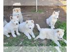 Siberian Husky PUPPY FOR SALE ADN-767209 - Husky