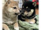 Shiba Inu PUPPY FOR SALE ADN-766998 - Cuttiest Shiba Inu pups around