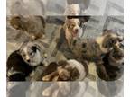 Australian Shepherd PUPPY FOR SALE ADN-767041 - Australian Shepherd Puppies