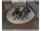 Bushland Terrier-Scottish Terrier Mix PUPPY FOR SALE ADN-767166 - Penny